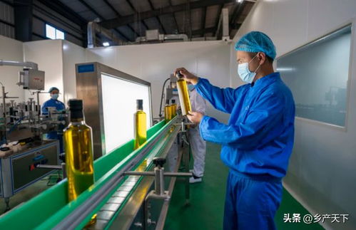 打造千億元全產業(yè)鏈 云南核桃產業(yè)有多牛